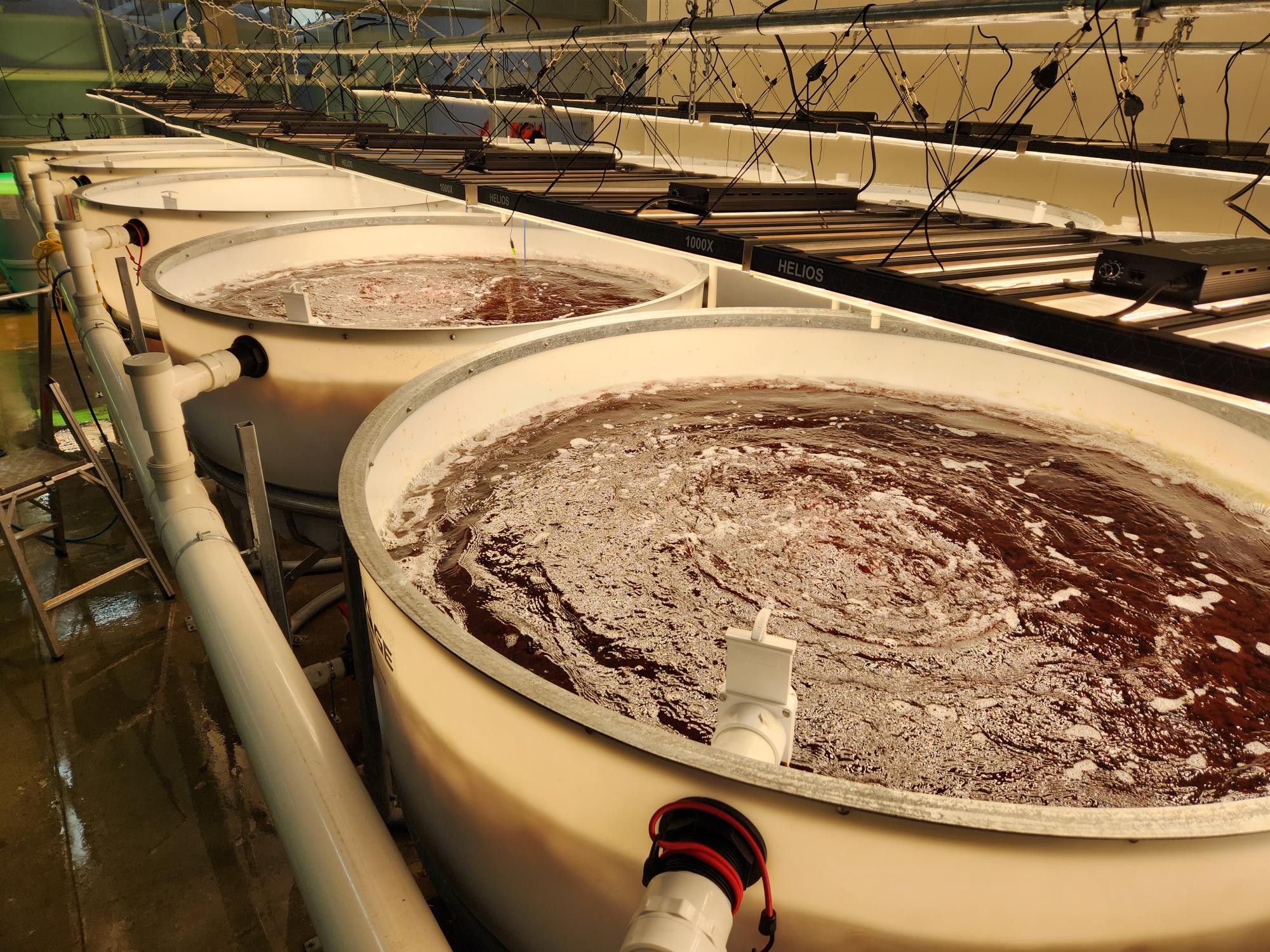 Asparagopsis seaweed being processed at scale in unique land-based aquaculture systems at CH4 facility.
