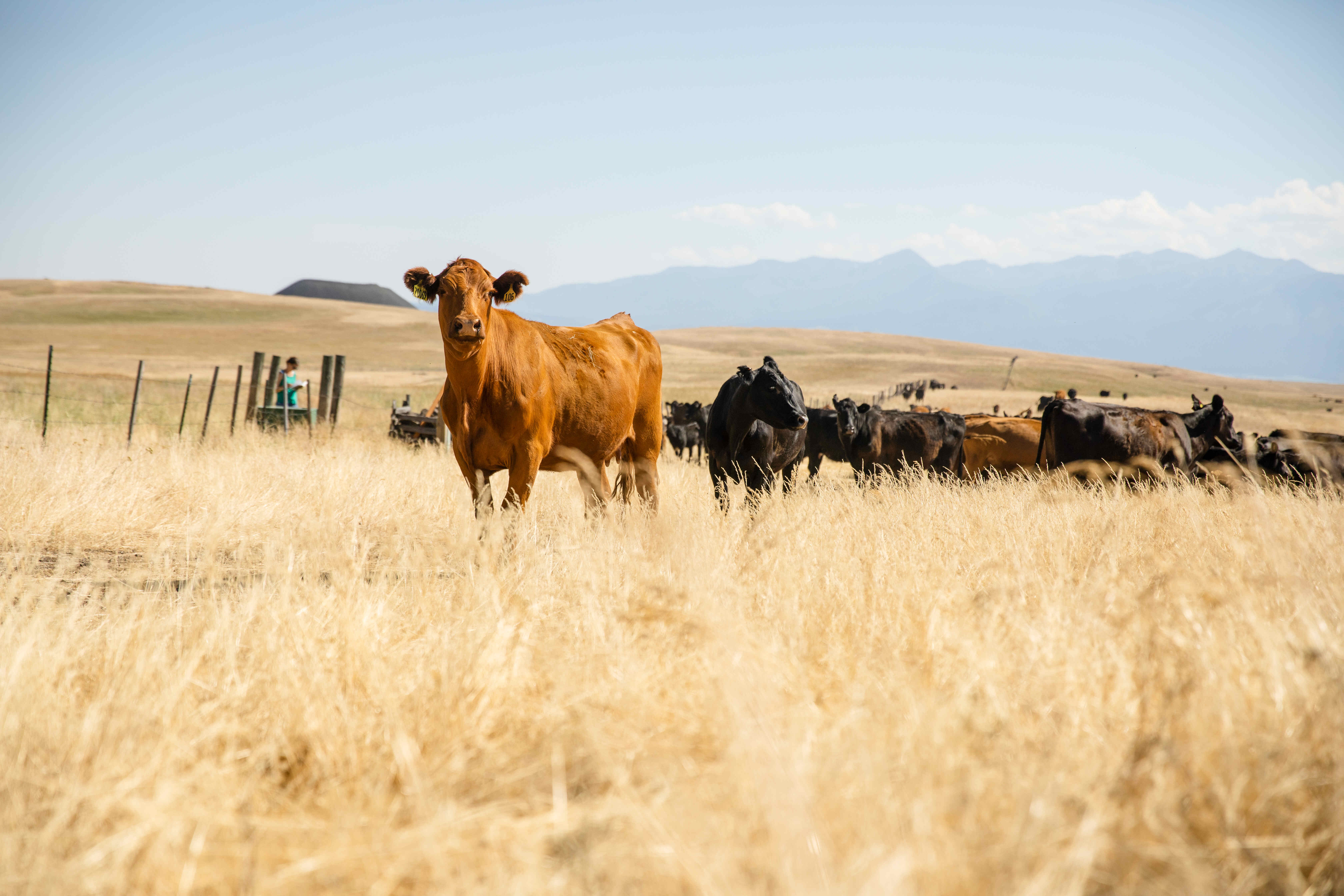 Cattle on Carman Ranch in Oregon, some of which were fed Symbrosia's SeaGraze™ Asparagopsis Taxiformis enriched feed.