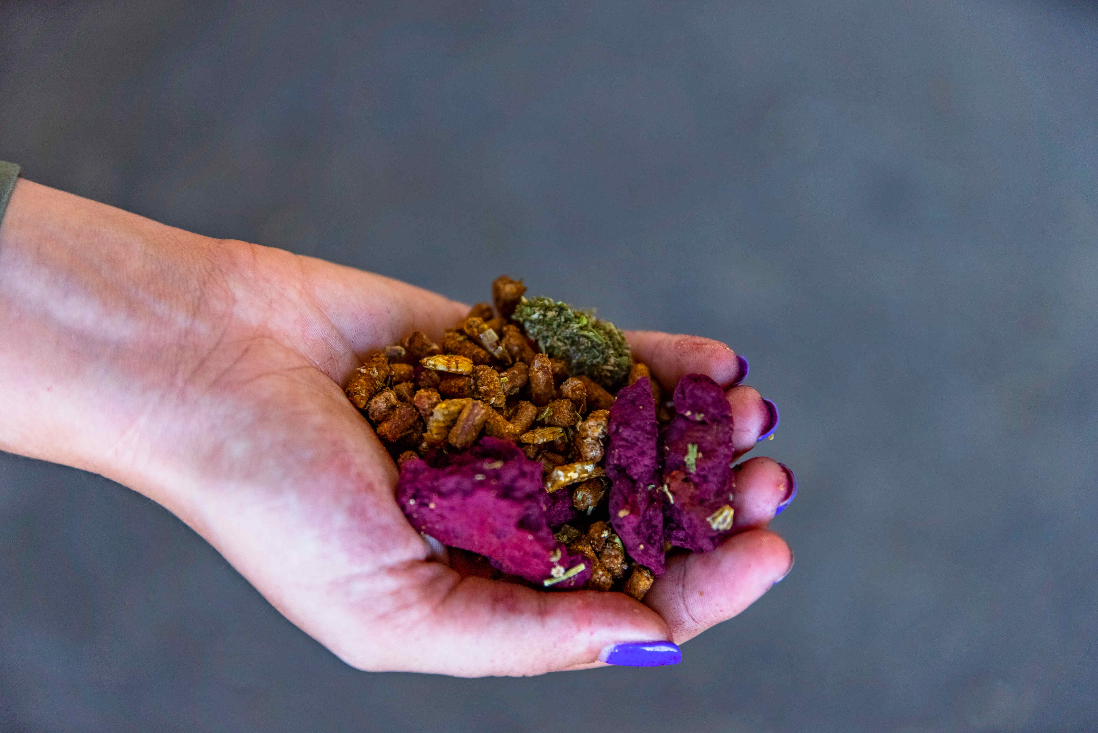 A woman's hand holding cattle feed mixed with Asparagopsis Taxiformis. 