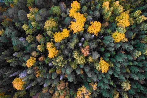 Aerial shot of the nordic boreal forest, with colors from dark green to bright yellow.
