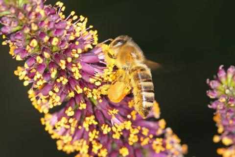 A honeybee collects pollen from the flowers of desert false indigo.