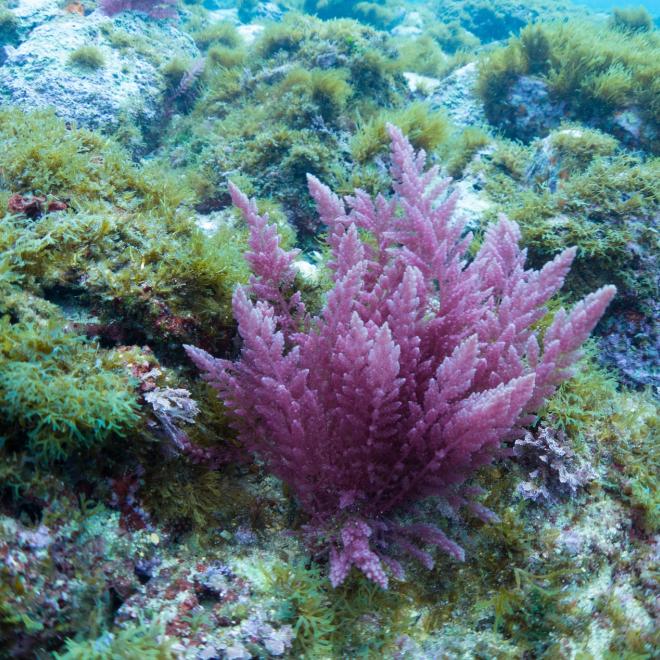 Red algae, Asparagopsis taxiformis, from the Mediterranean, Malta.