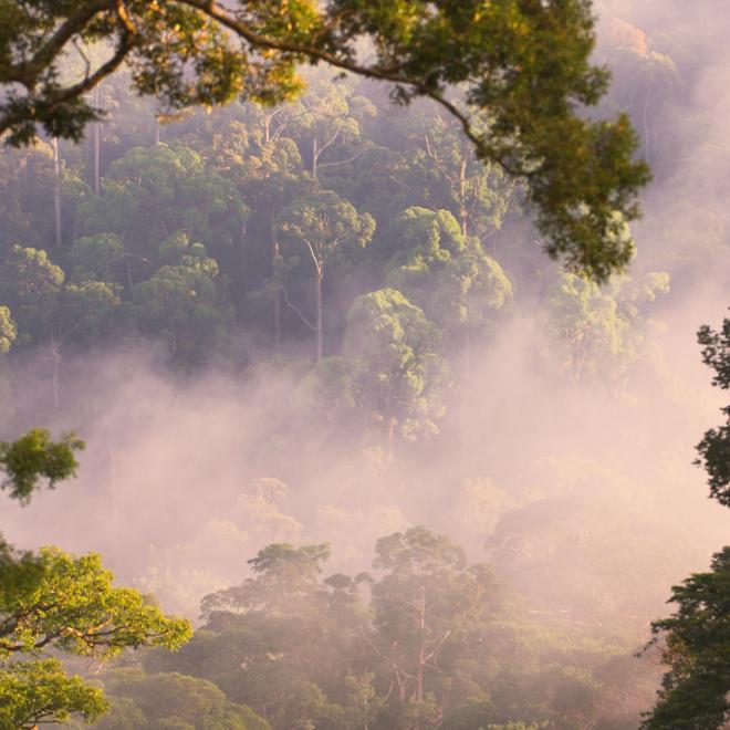 Early morning mist rising from the canopy of the lowland forest in the Danum Valley, Sabah, Borneo.