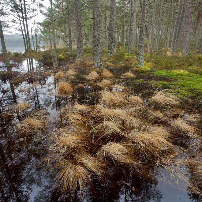 Wetland area of Scots pine in the Abernethy Forest, Cairngorms National Park, Scotland.