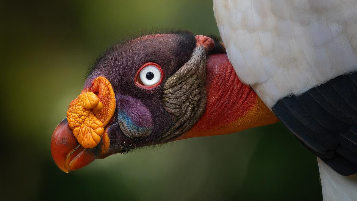 Headshot of king vulture.