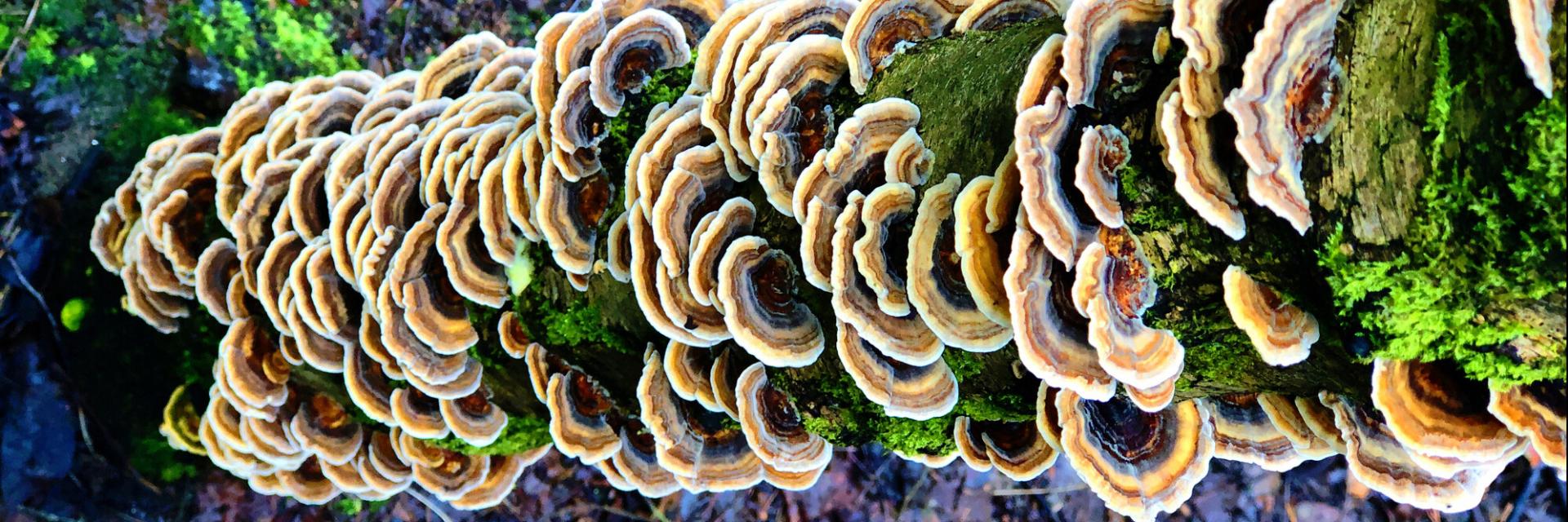 Fungi (Coriolus versicolor, also known as turkey tail mushrooms), growing on a tree.