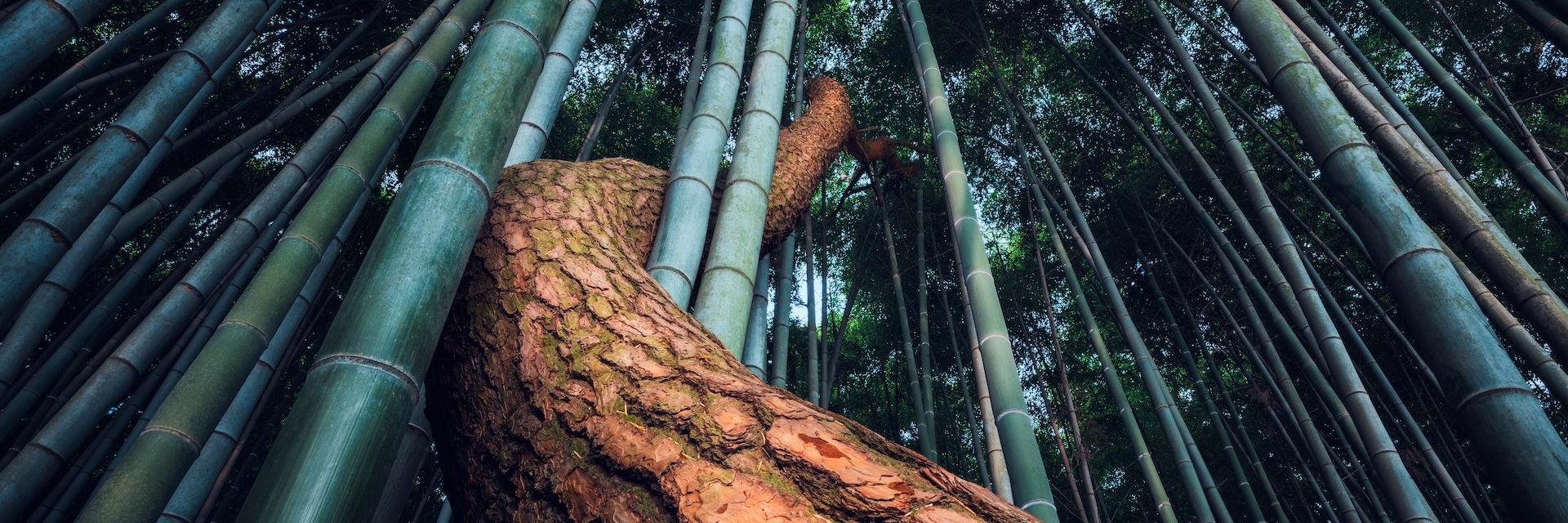 The sinuous trunk of a Korean pine (Pinus koraiensis) being overtaken by Moso bamboo (Phyllostachys heterocycla f. pubescens) in the Gyeongsang-do walled town in Korea.