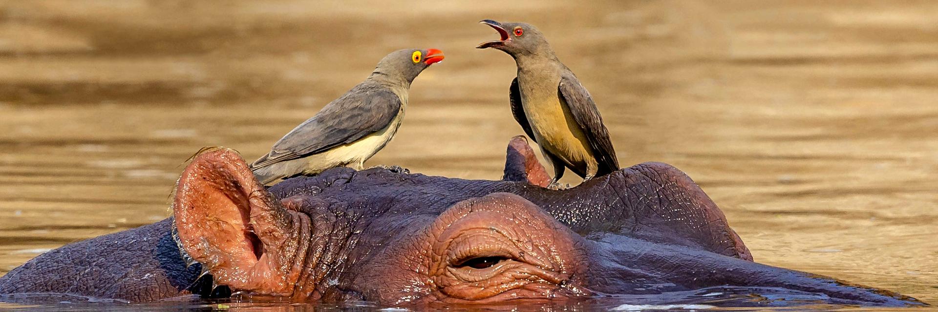 Hippopotamus with Red-bellied oxpeckers on his head.