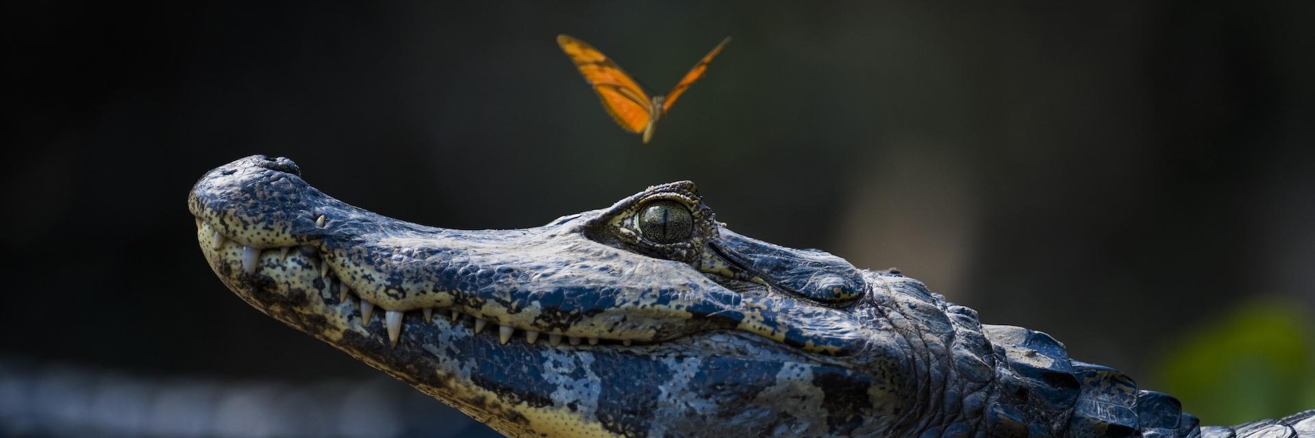 Butterfly on head of Yacare caiman (rocodilian in the family Alligatoridae).