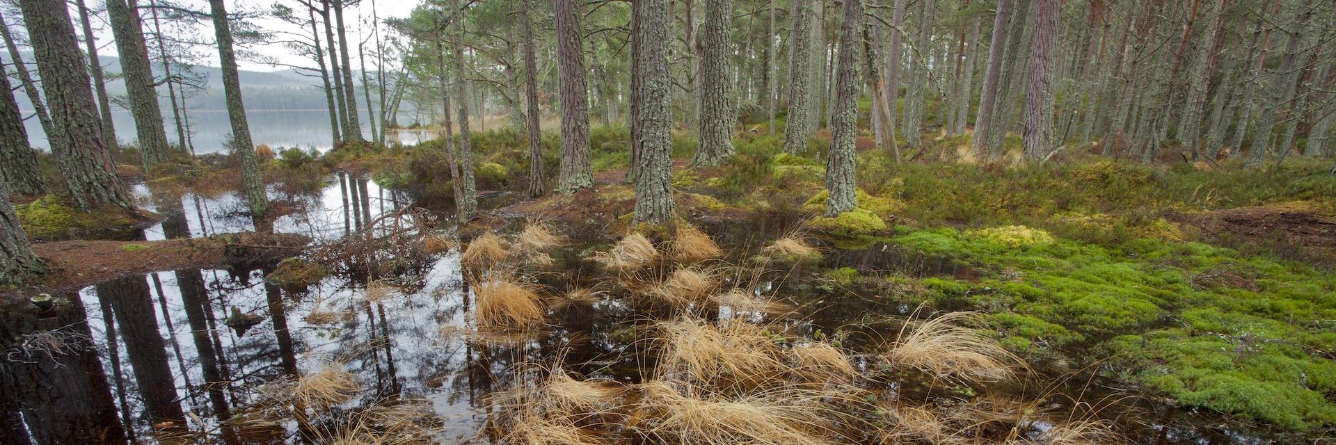 Wetland area of Scots pine in the Abernethy Forest, Cairngorms National Park, Scotland.