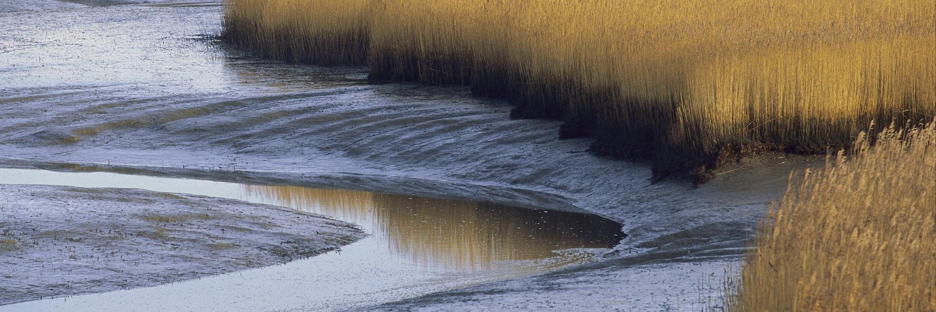 Reeds and mudflats on the North Sea in Holland.