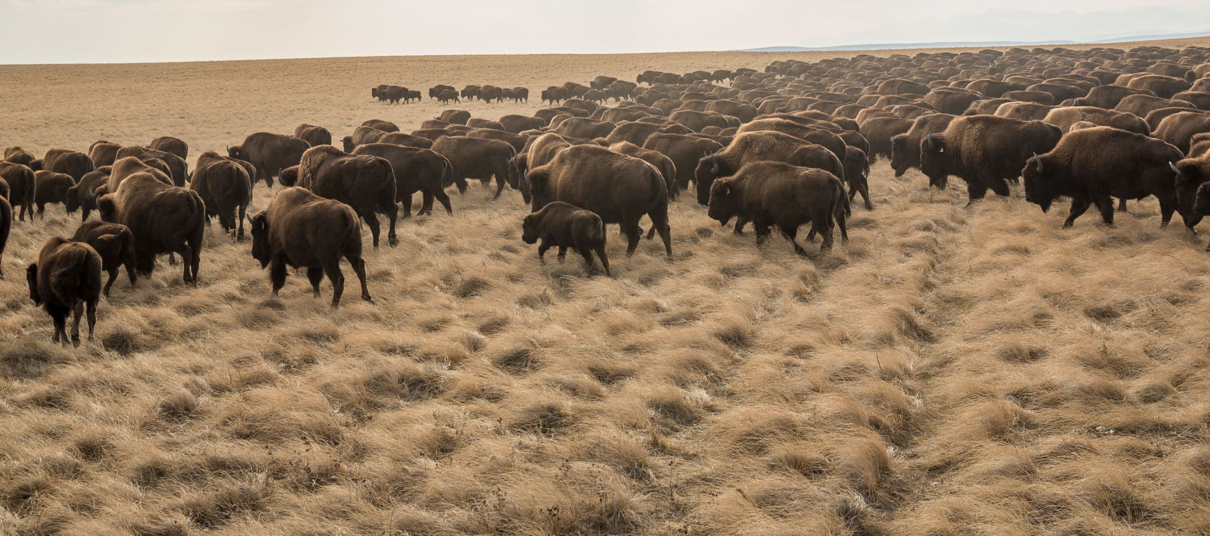 Bison on the Blackfeet Indian Reservation in northern Montana moving to their fall pasture.