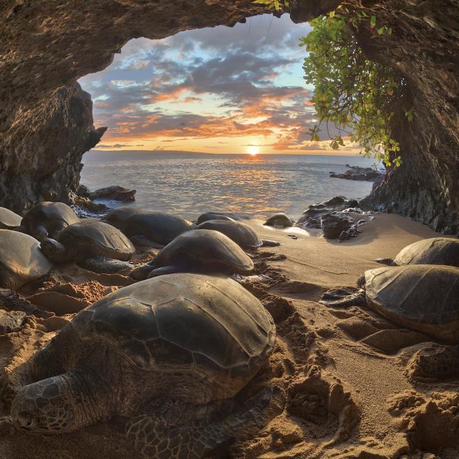 Hawaiian green sea turtles