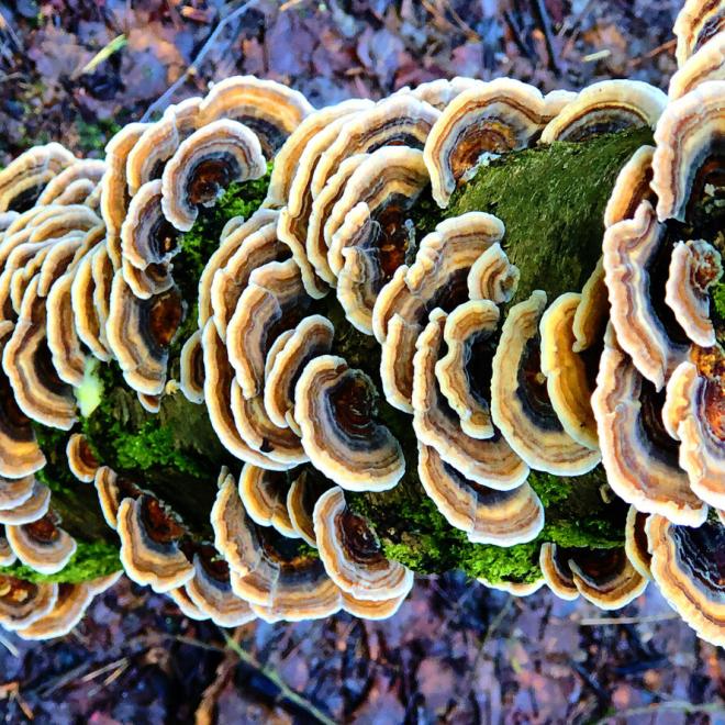 Fungi (Coriolus versicolor, also known as turkey tail mushrooms), growing on a tree.