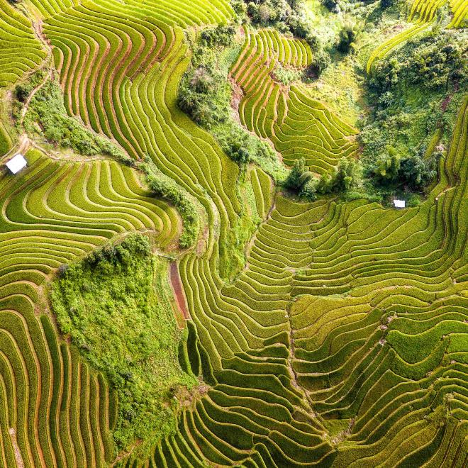 Drone view of rice terrace field in Vietnam.