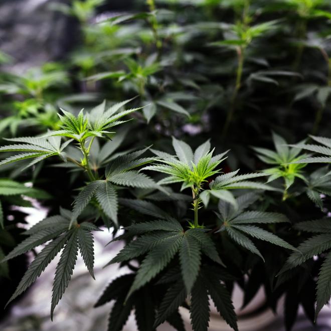 High-angle view of hemp (cannabis sativa) plants growing in a greenhouse.