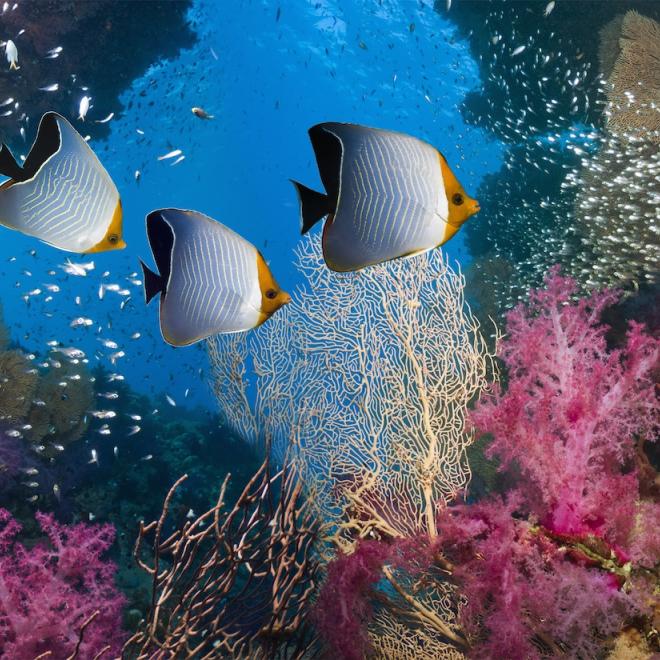 Coral reef scenery with a pair of golden butterflyfish (Chaetodon semilarvatus), Red Sea orange face butterflyfish (Chaetodon larvatus) and an exquisite or blacktail butterflyfish (Chaetodon austriacus) swimming past soft corals (Dendronephthya sp). Egypt, Red Sea.