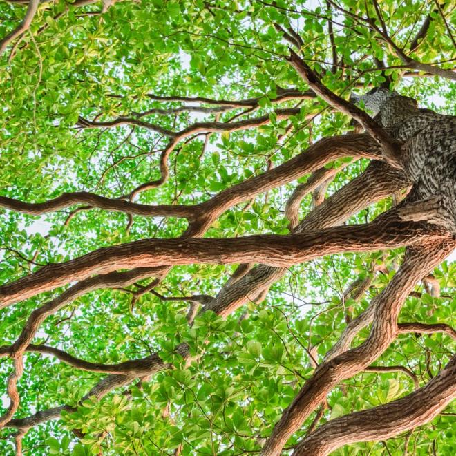 Photo of a new green leaf tree taken from the ground looking up. 