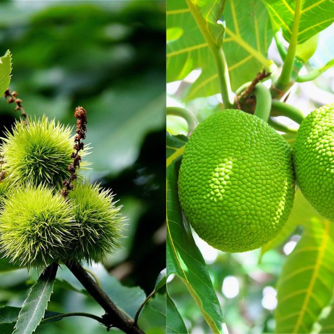 Photos of avocados, breadfruit, chestnuts, and ripe pistachios on trees.