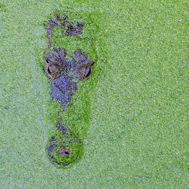 A Morelet's crocodile (Crocodylus moreletii) amid profuse Azolla fern.