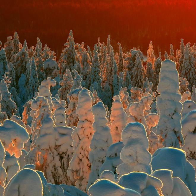 Snow-covered taiga forest in Finland.