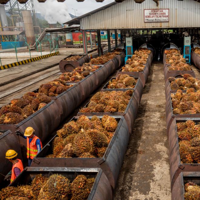 Palm fruit being moved into-high pressure steam chambers to remove impurities.