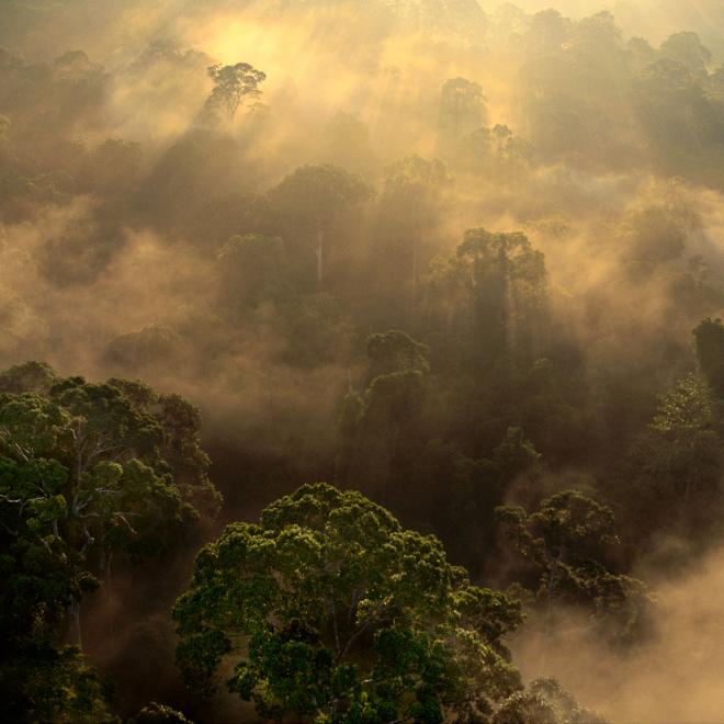 Sunrise over lowland rainforest in the Danum Valley in Borneo.