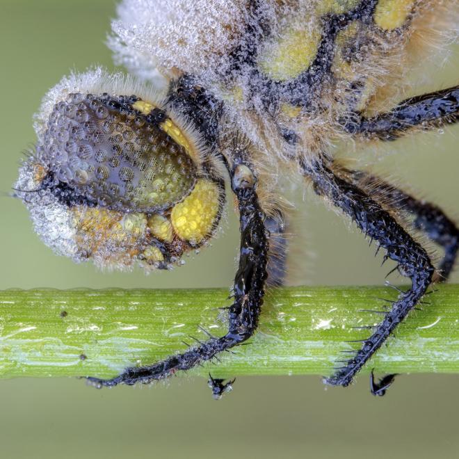 Four Spotted Chaser