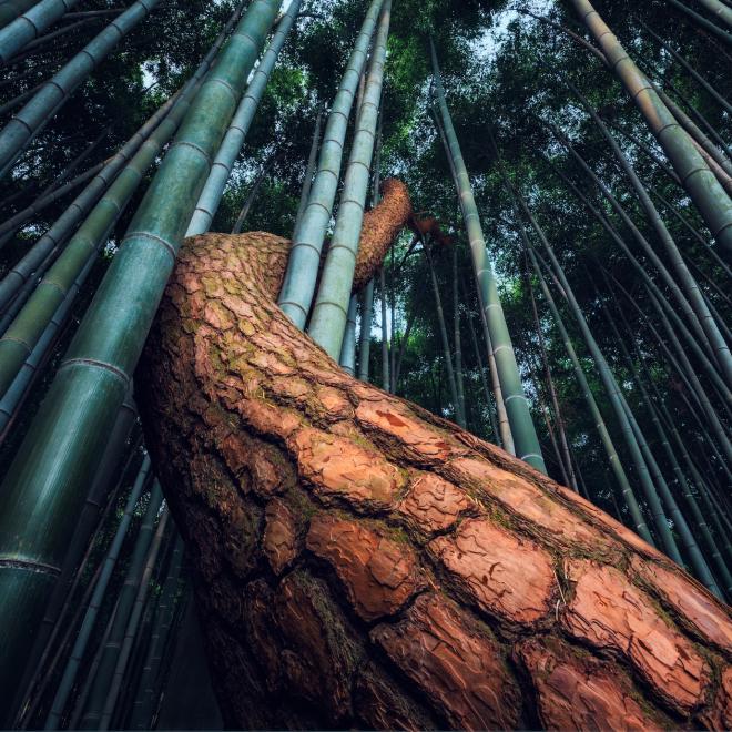 The sinuous trunk of a Korean pine (Pinus koraiensis) being overtaken by Moso bamboo (Phyllostachys heterocycla f. pubescens) in the Gyeongsang-do walled town in Korea.