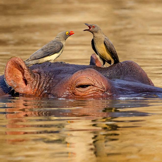 Hippopotamus with Red-bellied oxpeckers on his head.