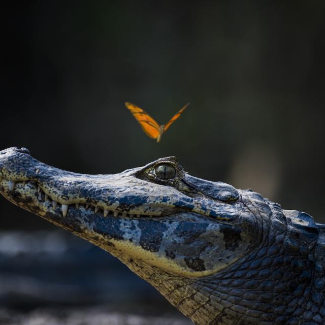 Butterfly on head of Yacare caiman (rocodilian in the family Alligatoridae).