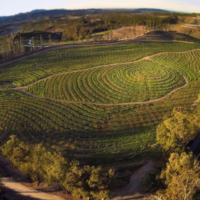 Aerial view of an orchard.