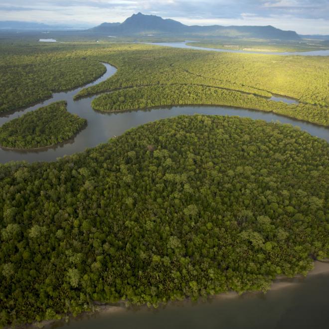 Mangroves