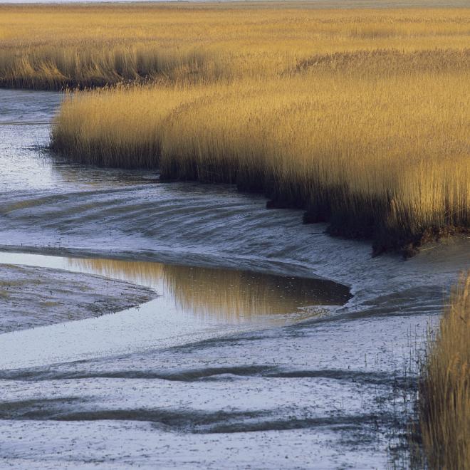 Reeds and mudflats on the North Sea in Holland.