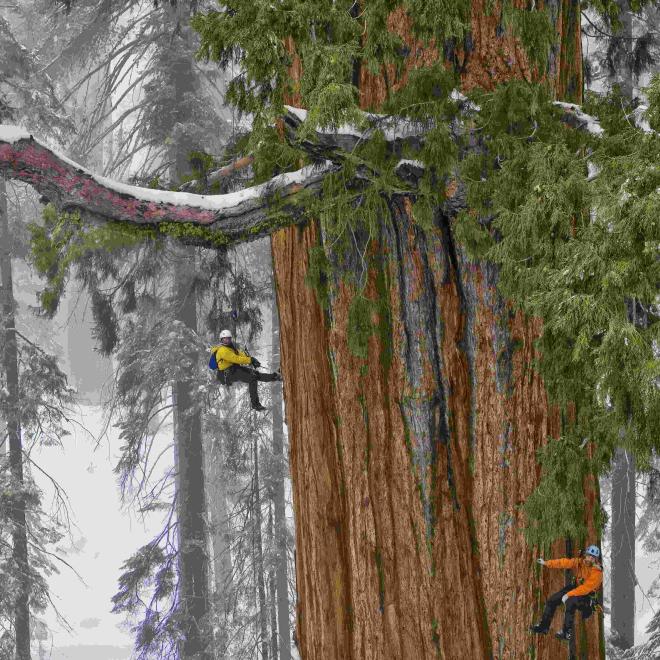 Scientists measuring the health and caliper of the largest trees on earth.