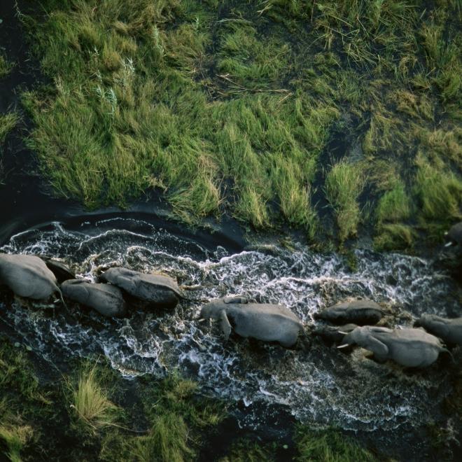 A family of elephants returning to dry brushland.