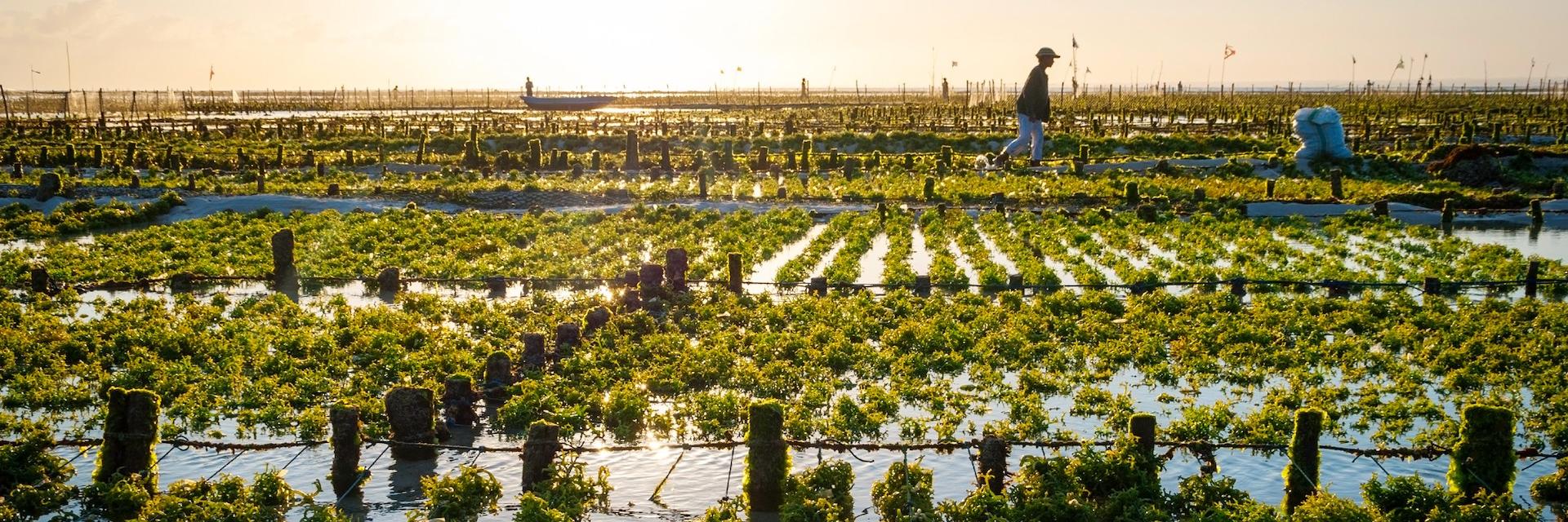 Landcsape shot of an algae farm field in Indonesia with the sun on the horizon.