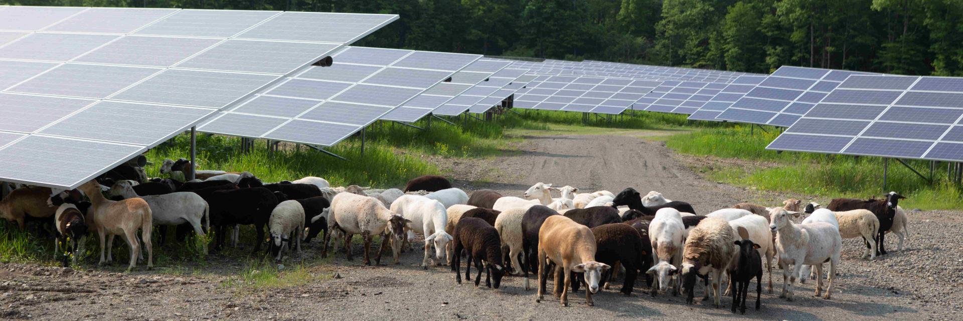 Sheep grazing and using solar panels for shade on an agrivoltaic farm.