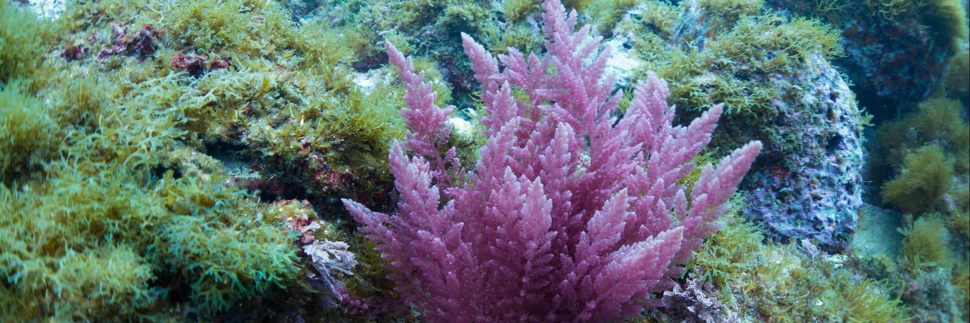 Red algae, Asparagopsis taxiformis, from the Mediterranean, Malta.