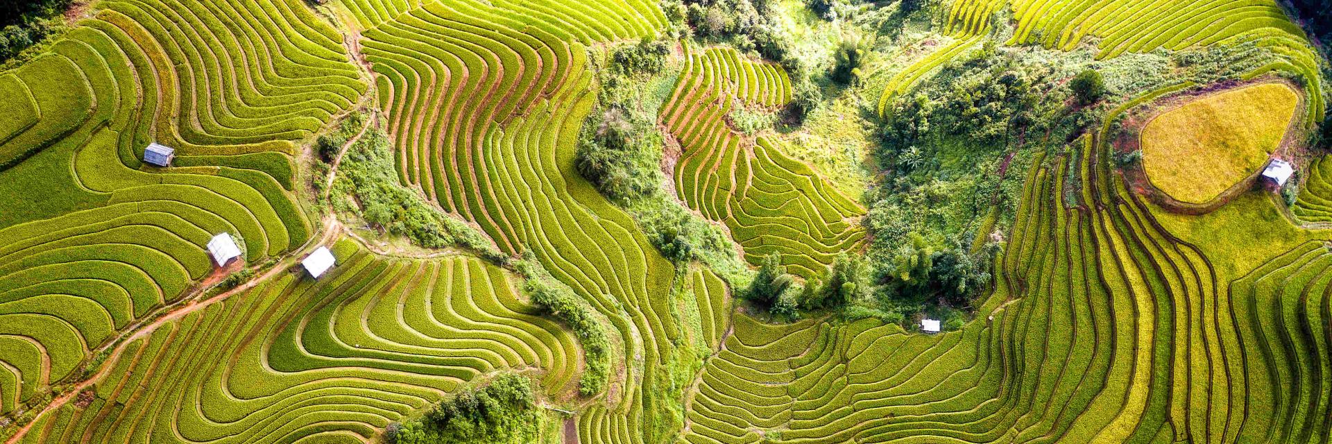 Drone view of rice terrace field in Vietnam. 