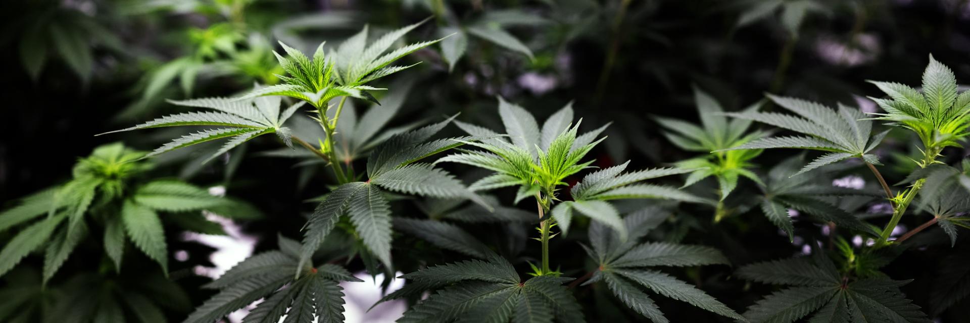 High-angle view of hemp (cannabis sativa) plants growing in a greenhouse.