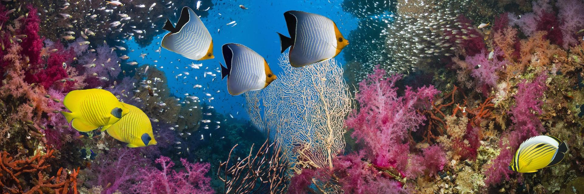 Coral reef scenery with a pair of golden butterflyfish (Chaetodon semilarvatus), Red Sea orange face butterflyfish (Chaetodon larvatus) and an exquisite or blacktail butterflyfish (Chaetodon austriacus) swimming past soft corals (Dendronephthya sp). Egypt, Red Sea.