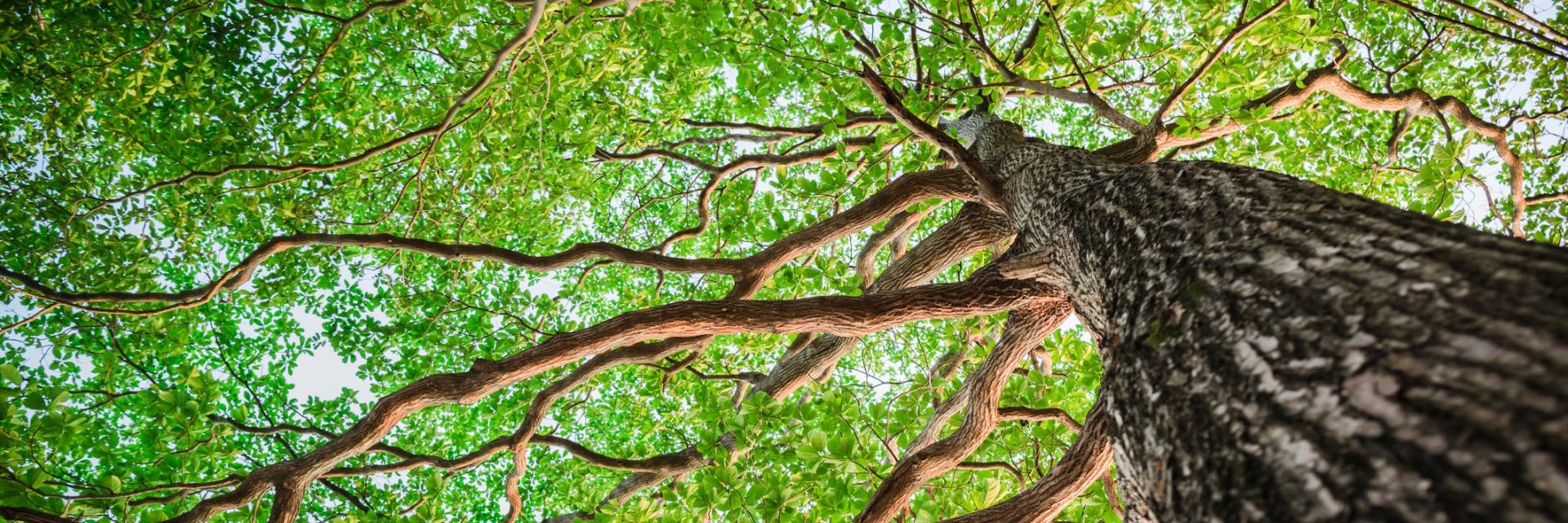 Photo of a new green leaf tree taken from the ground looking up.
