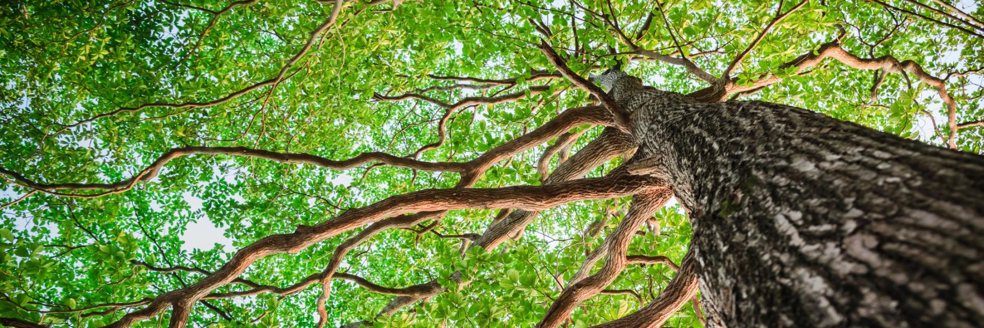 Photo of a new green leaf tree taken from the ground looking up. 