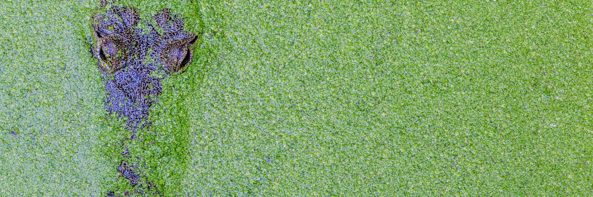 A Morelet's crocodile (Crocodylus moreletii) amid profuse Azolla fern.