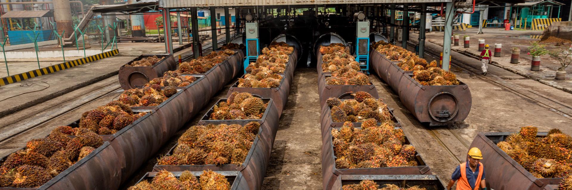 Palm fruit being moved into-high pressure steam chambers to remove impurities.