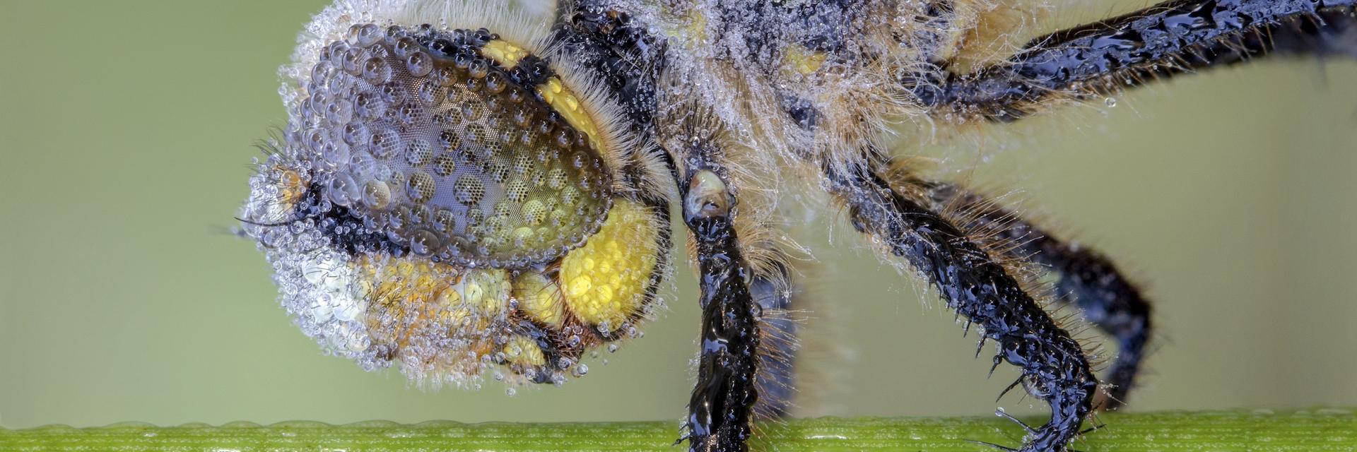 Four Spotted Chaser