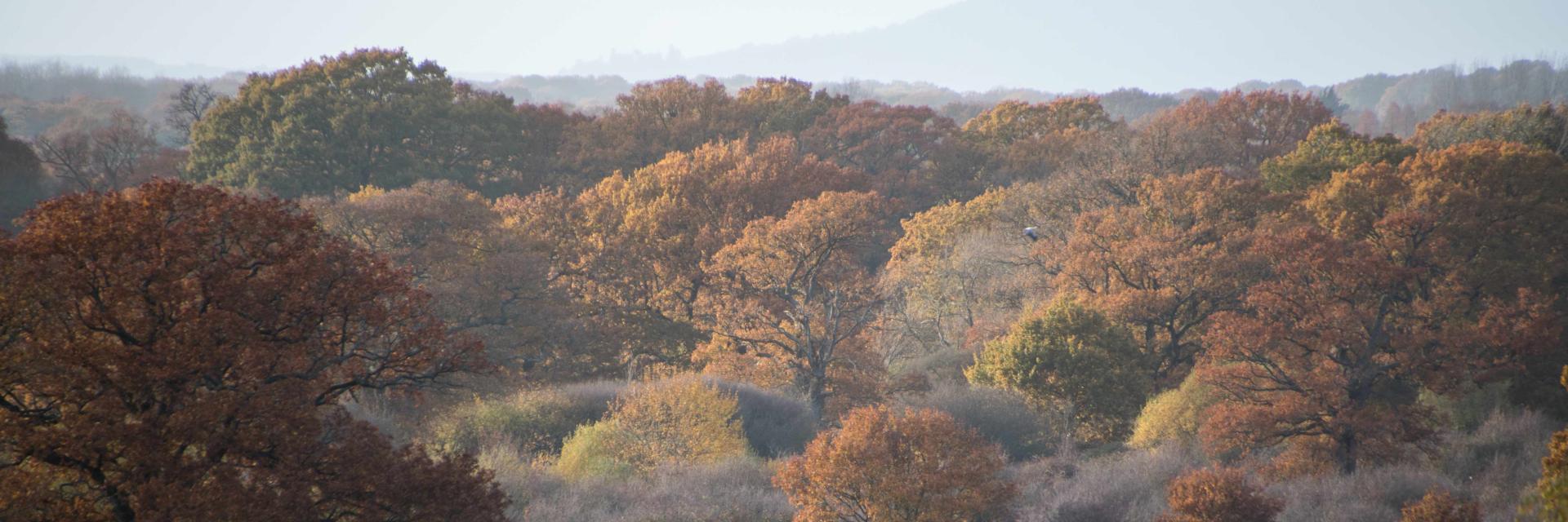 Wild landscape during autumn.