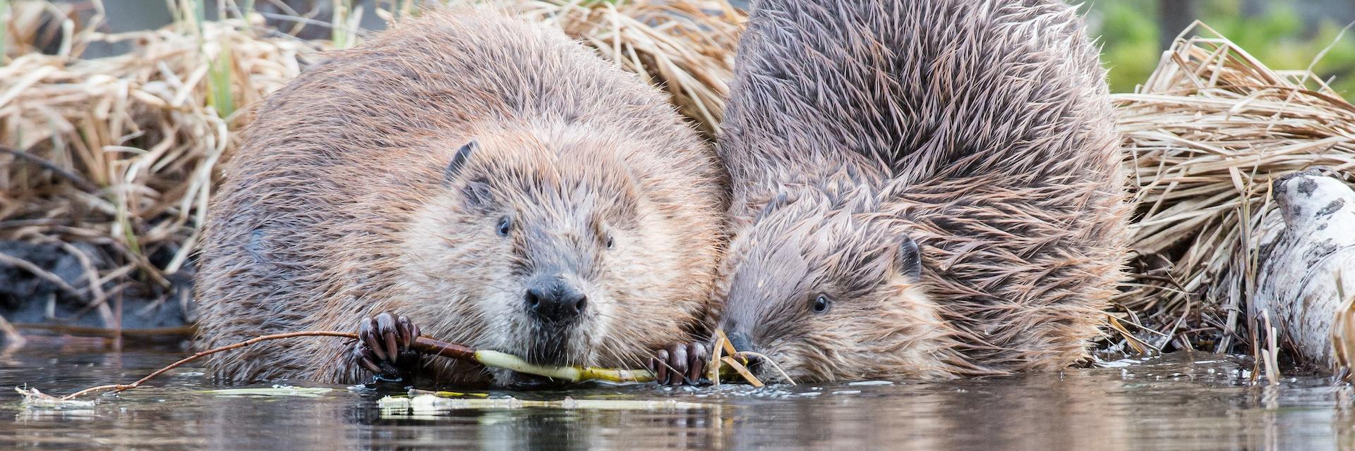 Two beavers at a stream/river bank with distorted reflections in the water.