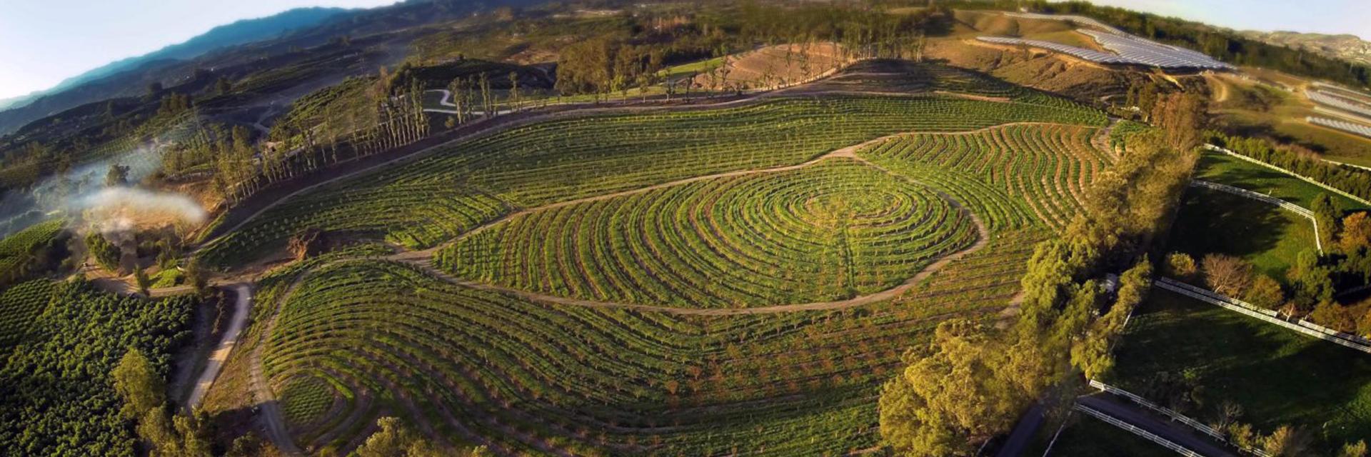 Aerial view of an orchard.